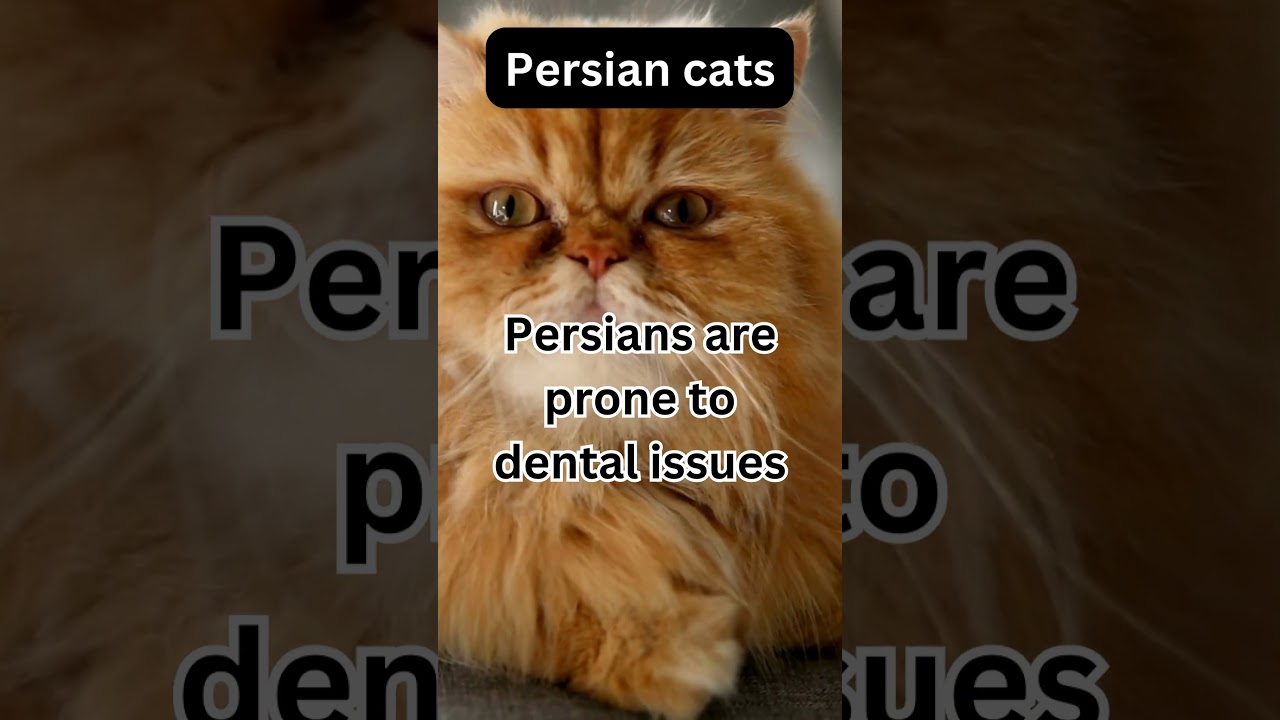 Dental Drama: The Persian Predicament, 