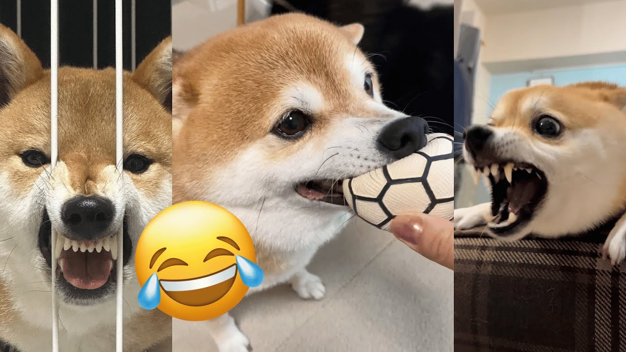 Funniest shiba inu Videos 2023 😂 New Funny Shiba Inu best Videos 😺🐶 Part 3   Tik Toks Compilation
