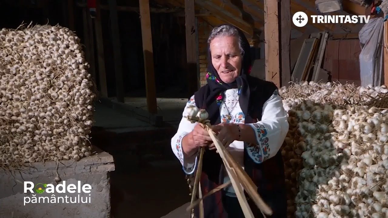 România este în topul țărilor producătoare de usturoi din UE #RoadelePământului