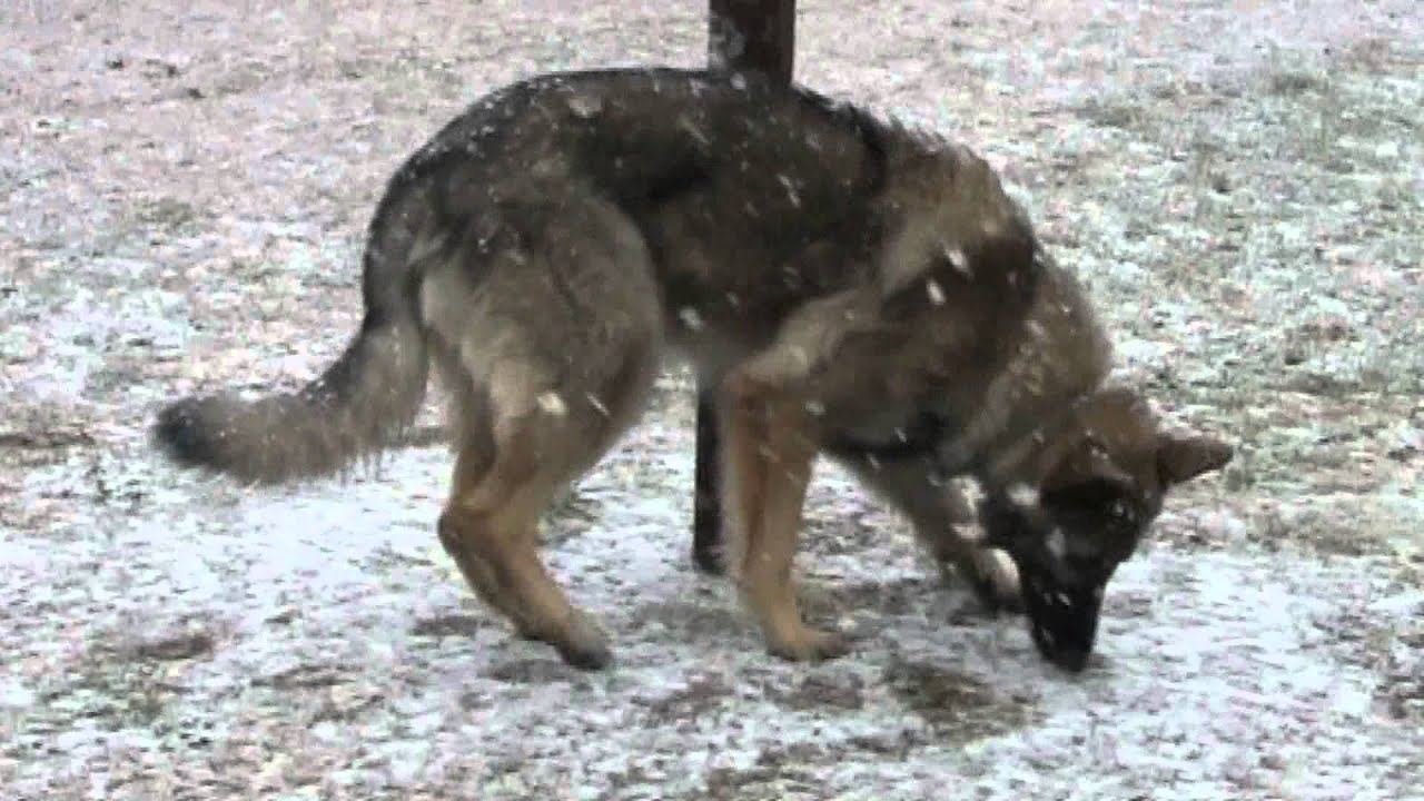 Maggies First Snow