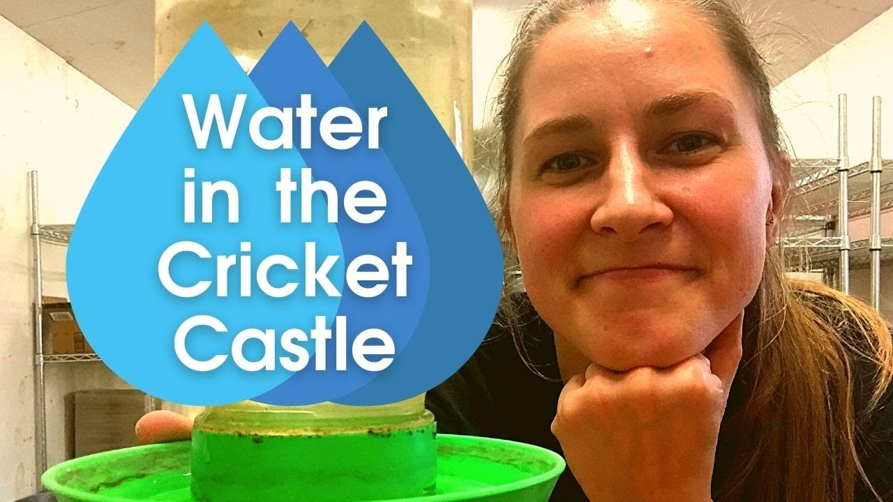 Water in the Cricket Barn