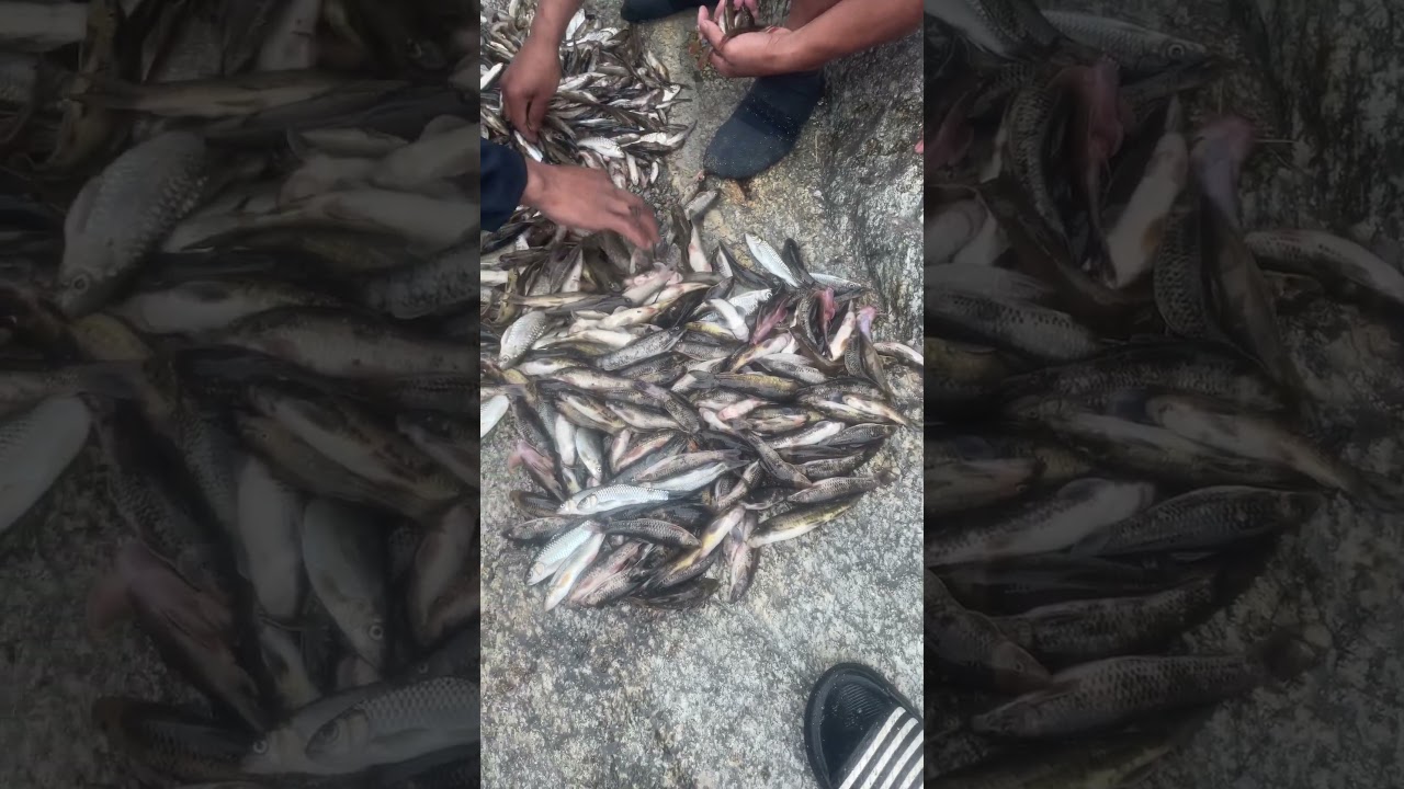 Fish 