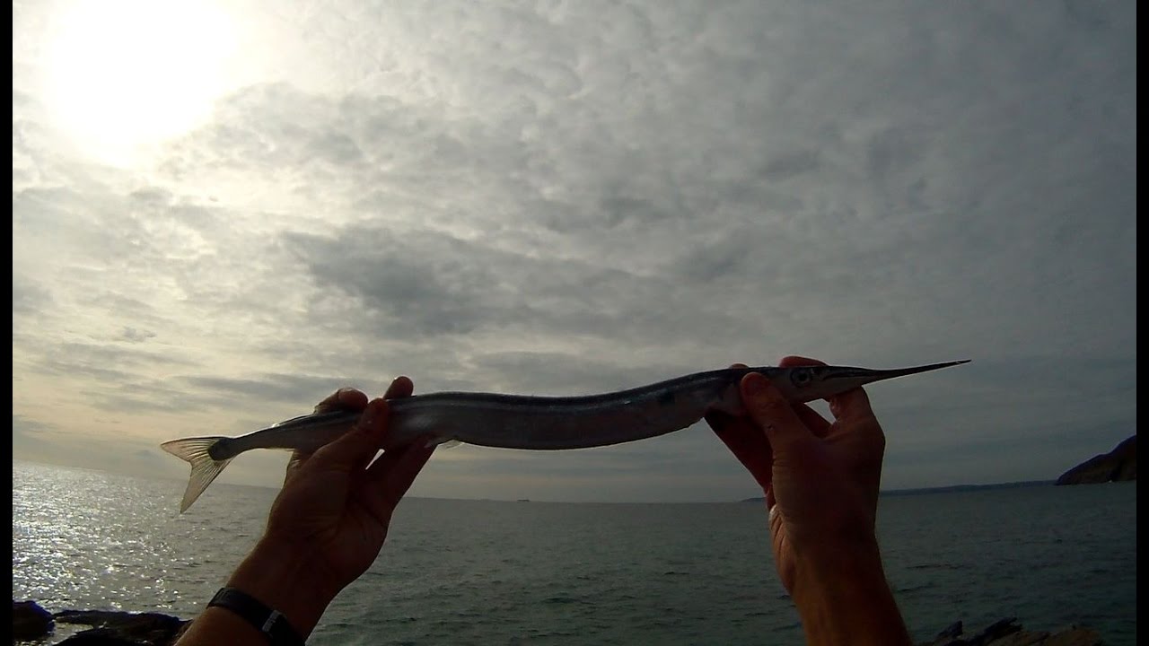 Shore Fishing - Float Fishing for Garfish - Tips and Tactics