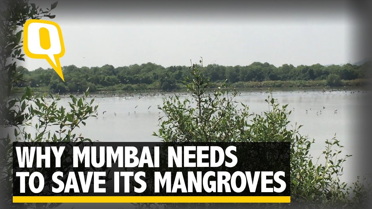 The Quint: Saving the Mangroves: Why Mumbai Needs its Nature