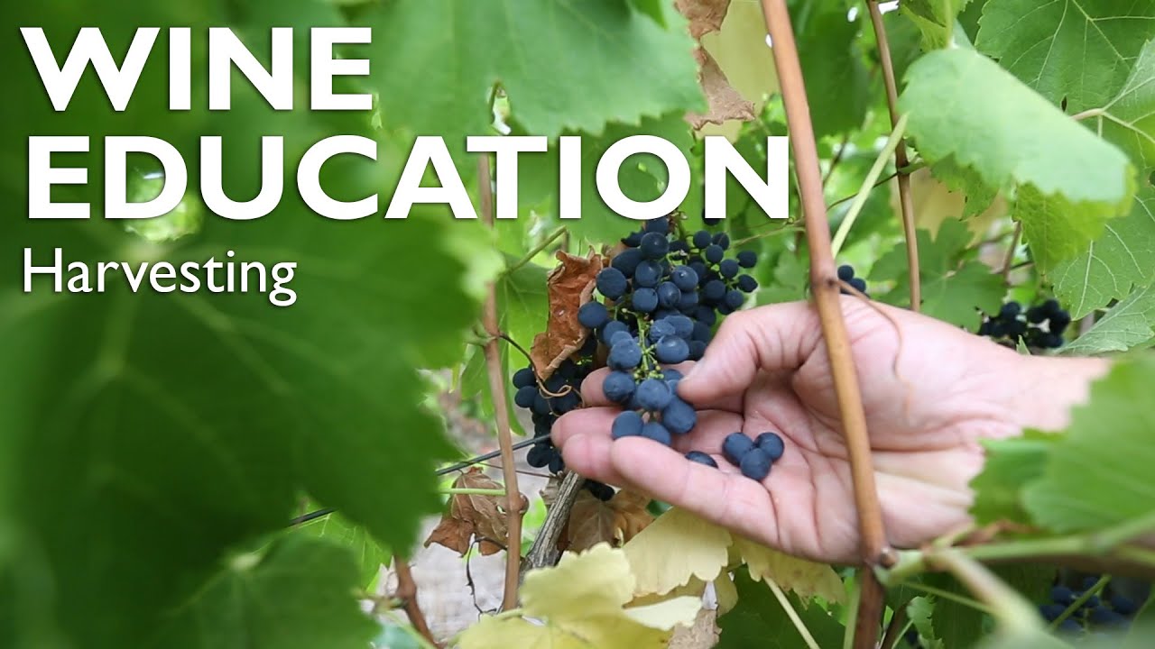 WINE EDUCATION | How do you know when the grapes are ready for harvest