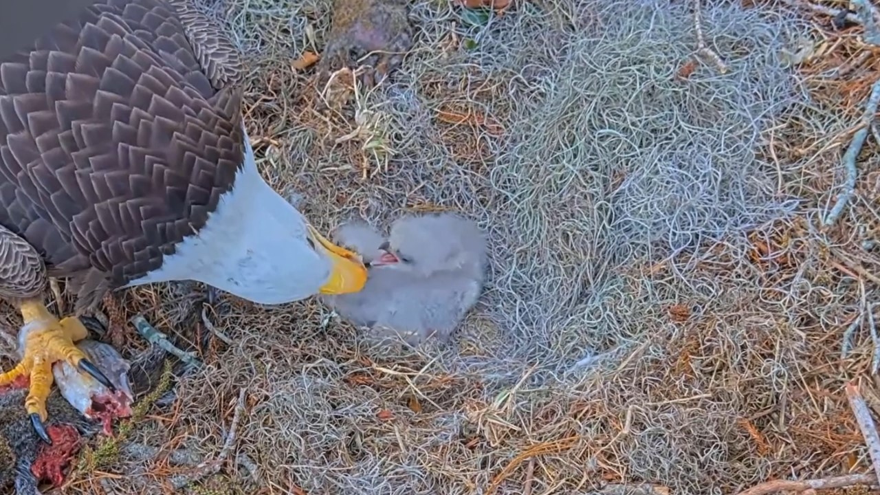 #baldeagle S03#P02 Review birds in nest with nature #birdslovers #birdsounds #birdsnest