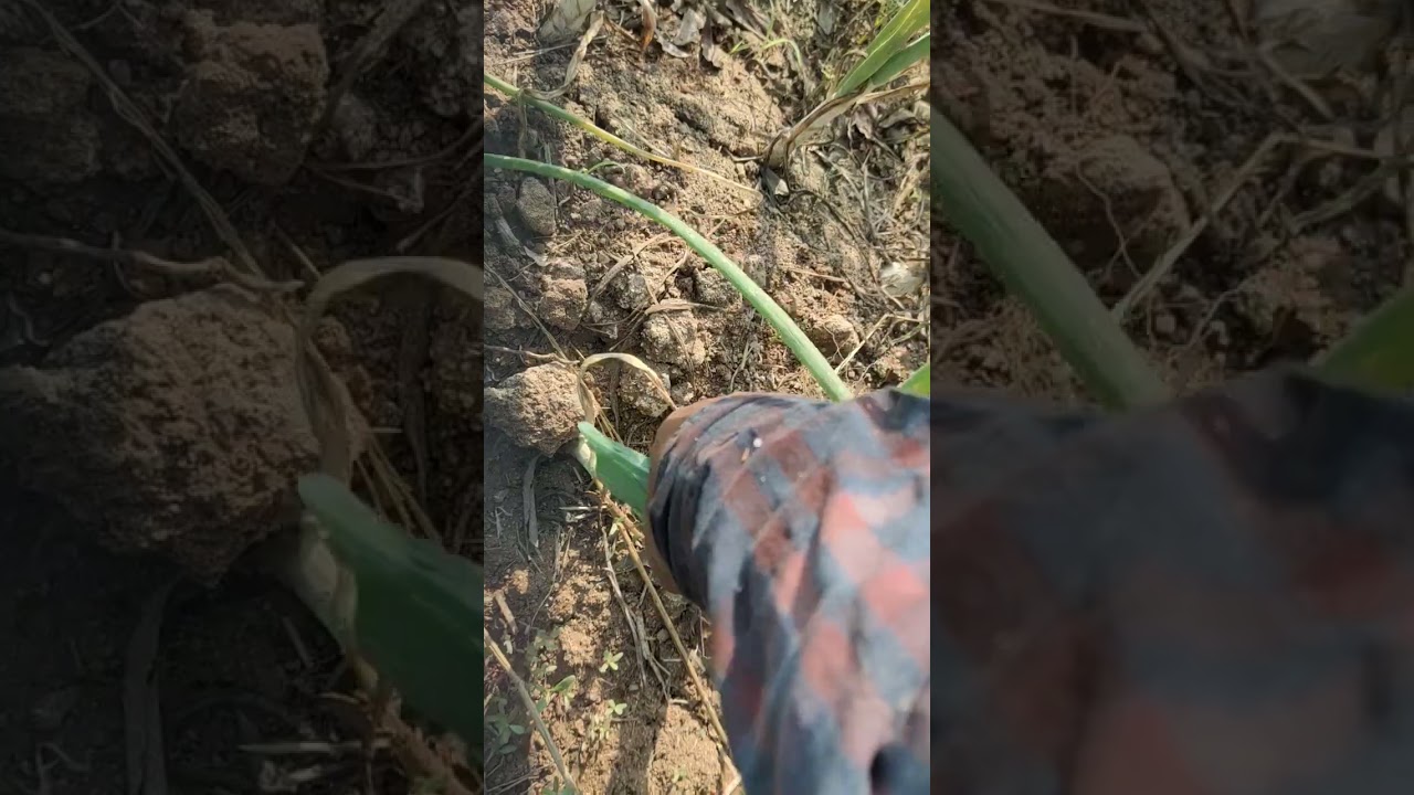 All vegetables harvestaing #trrnding# healthfood 