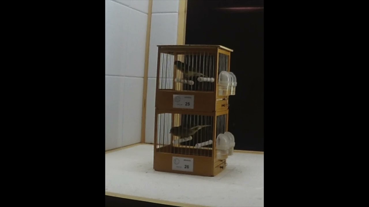 CAMPEÓN DE SALA FLOREOS DEL TEIDE 2023
