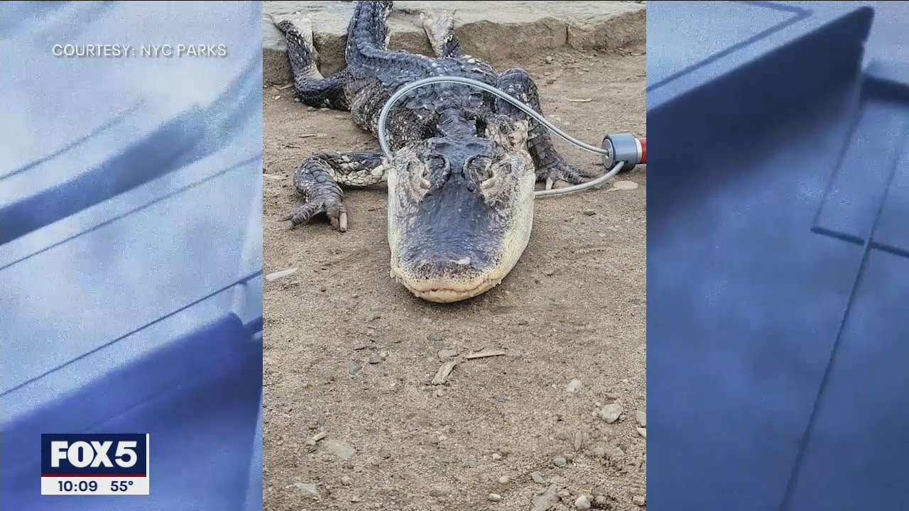 Alligator found in NYC park