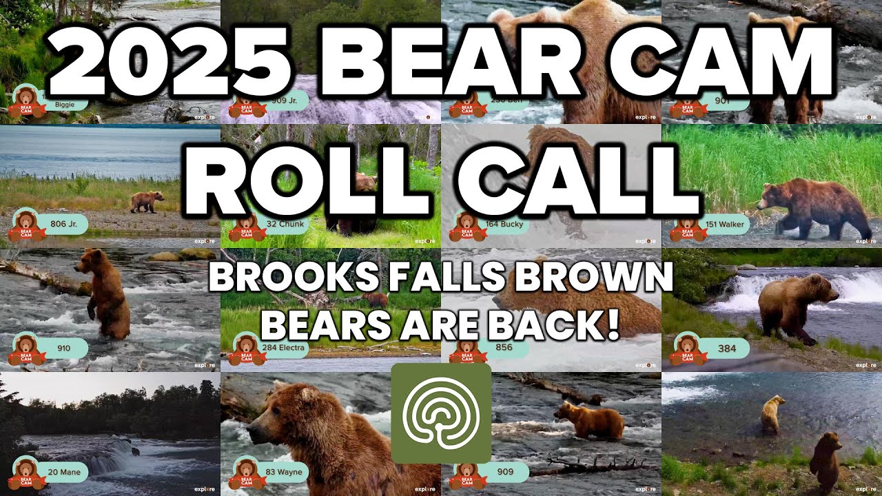 Bear Cam Roll Call - Which Bears Have Been Seen So Far?