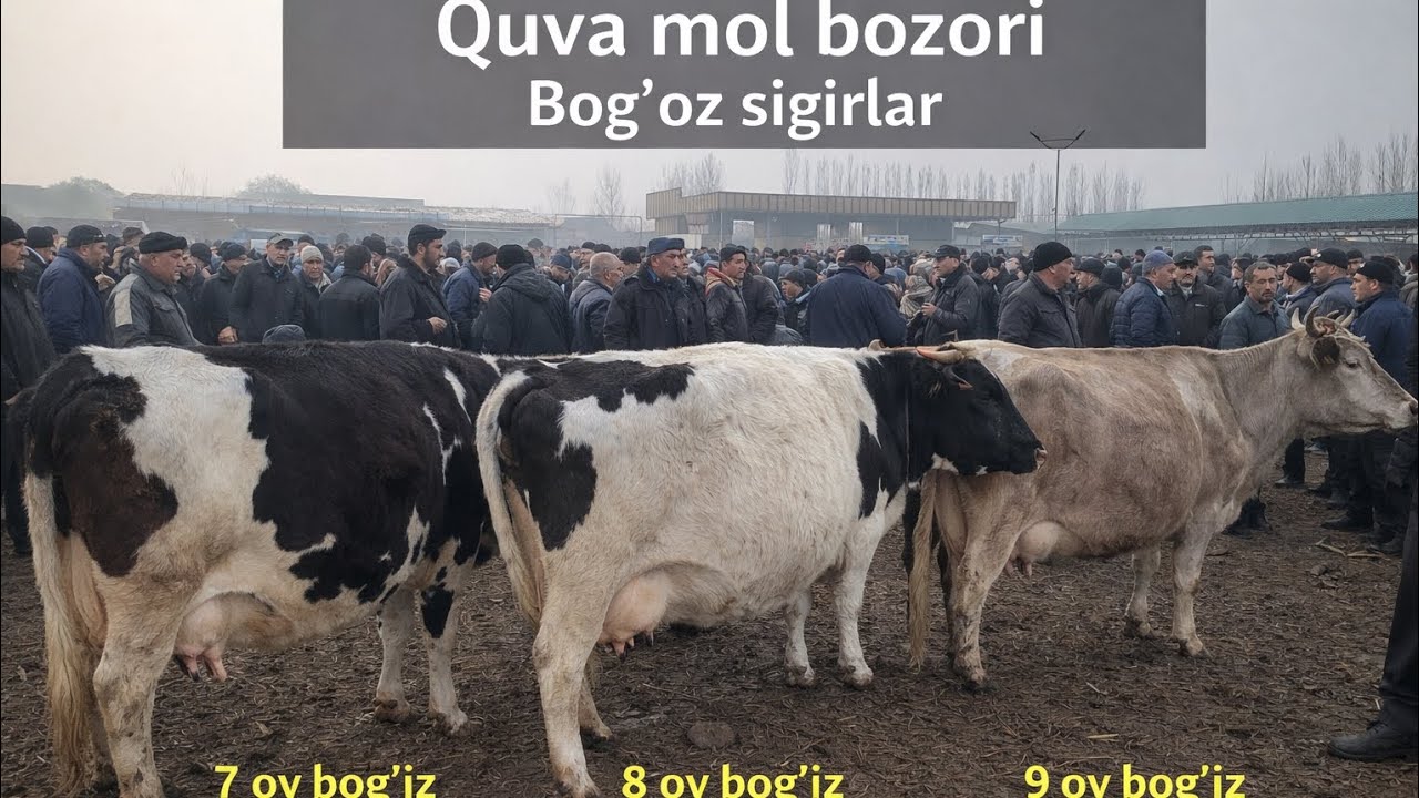 Nrga bu uchalasini haridori kop