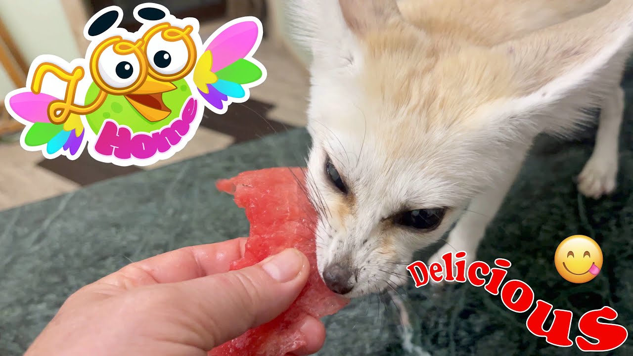 Have you ever seen how a fox eats a watermelon?
