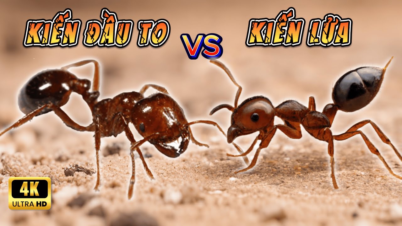 [Replay] Cuộc Chiến Giữa Kiến Đầu To V&agrave; Kiến Lửa | Thế Giới C&ocirc;n Tr&ugrave;ng