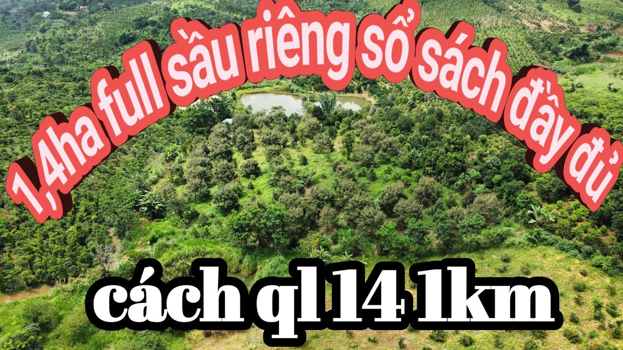 1,4ha trồng full sầu riêng đang cho thu cách quốc lộ 14 chỉ 1km đường oto vô tận nơi.giá:2,6 tỉ