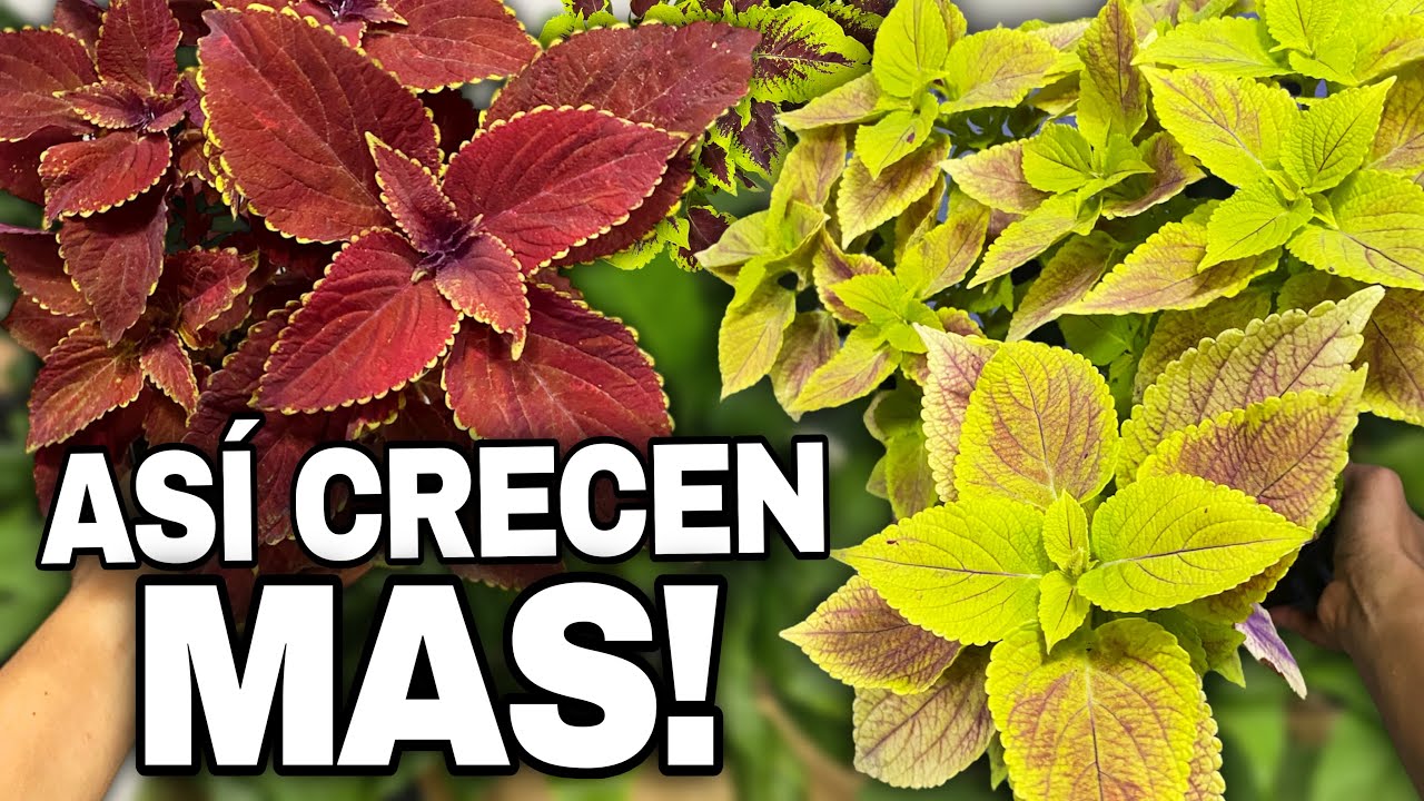 EL SECRETO para tener COLEOS FRONDOSOS, COLORIDOS y SANOS todo el año