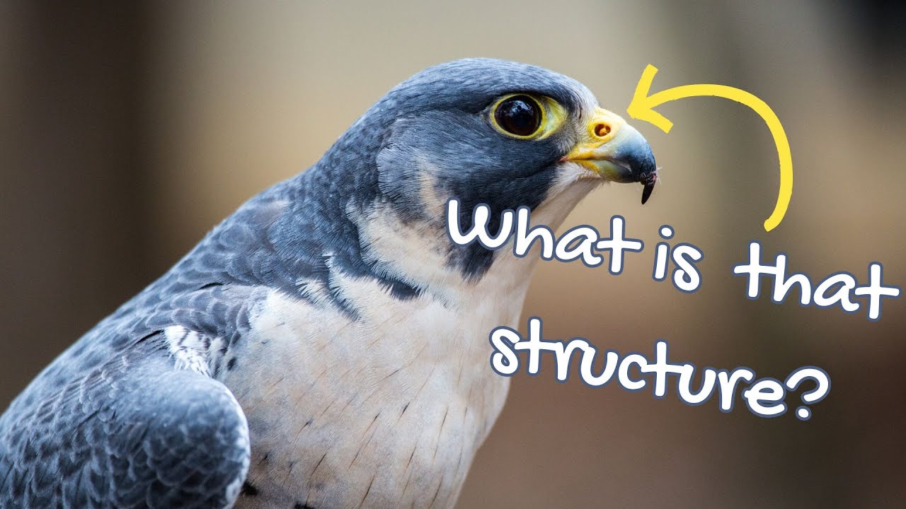 What are nasal cones?