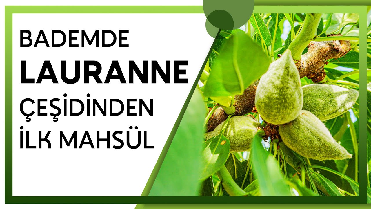 BADEMDE LAURRANNE ÇEŞİDİNİN İLK MAHSULÜ
