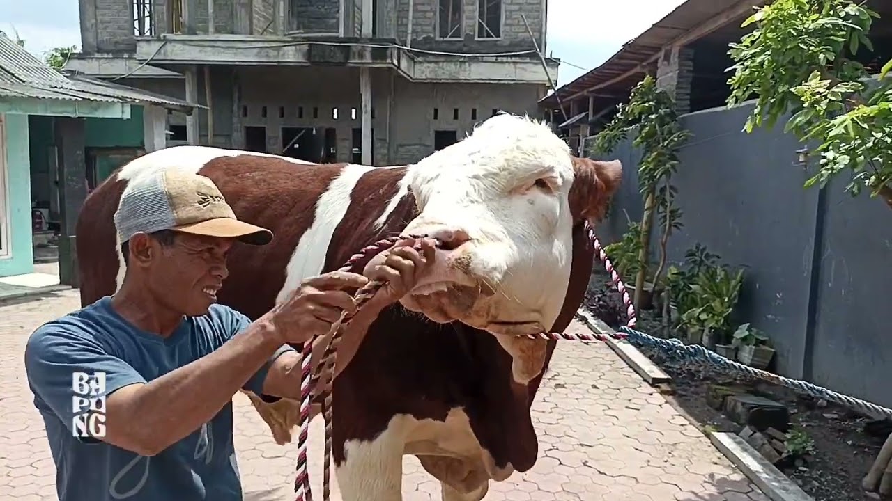 Ganti Tali Keluh Tersantai !!! || Sapi Jumbo