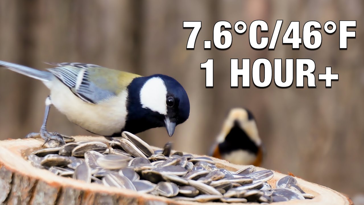 [4K] 1-Hour Bird Watching Japan | Sunny Winter Feeder ASMR (7.6°C / 45.7°F)