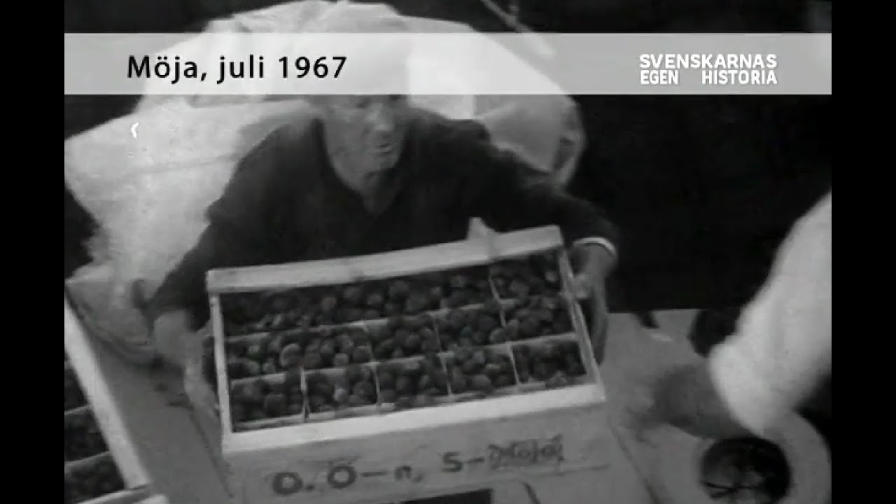 Jordgubbsbåten från Möja till Strandvägen.  1967