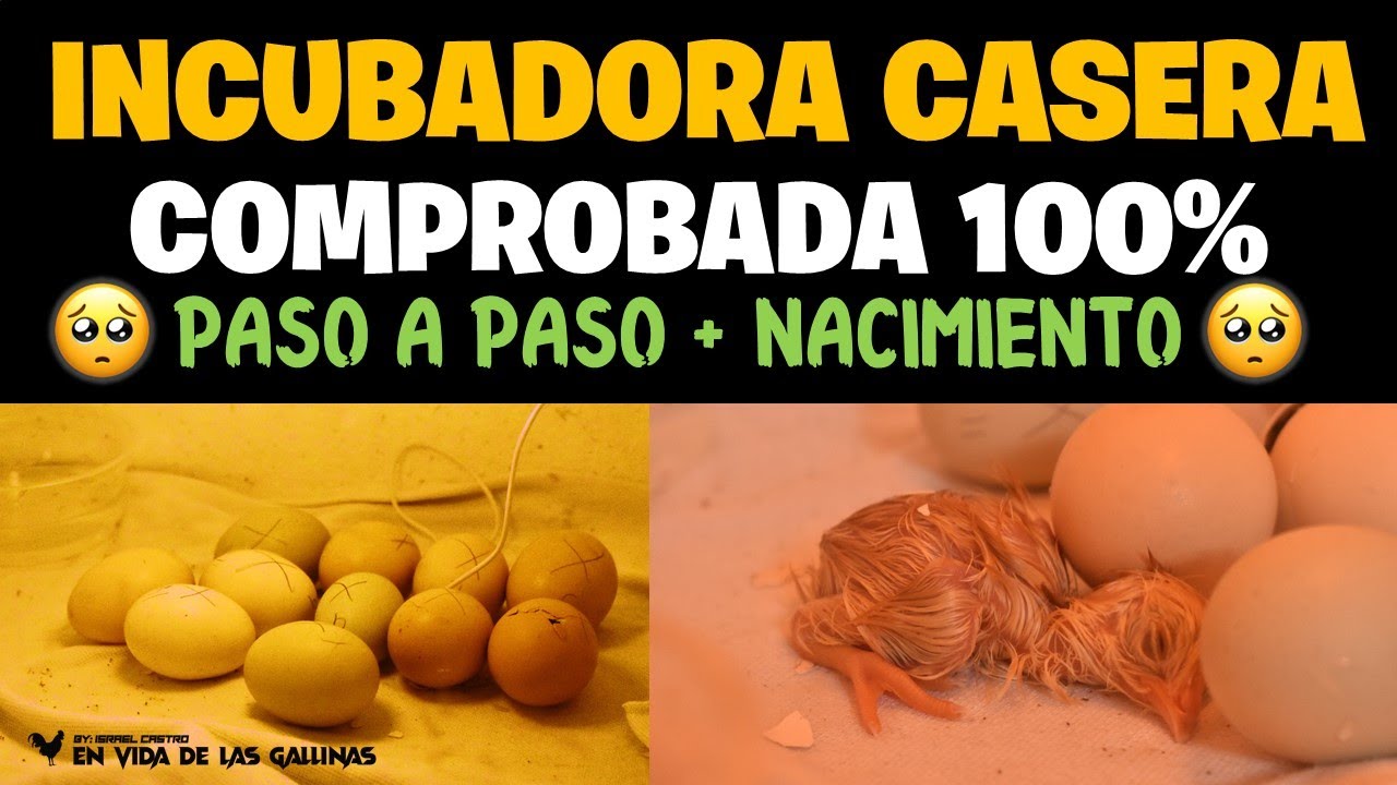COMO HACER UNA INCUBADORA CASERA | 100% COMPROBADA - BIEN EXPLICADO