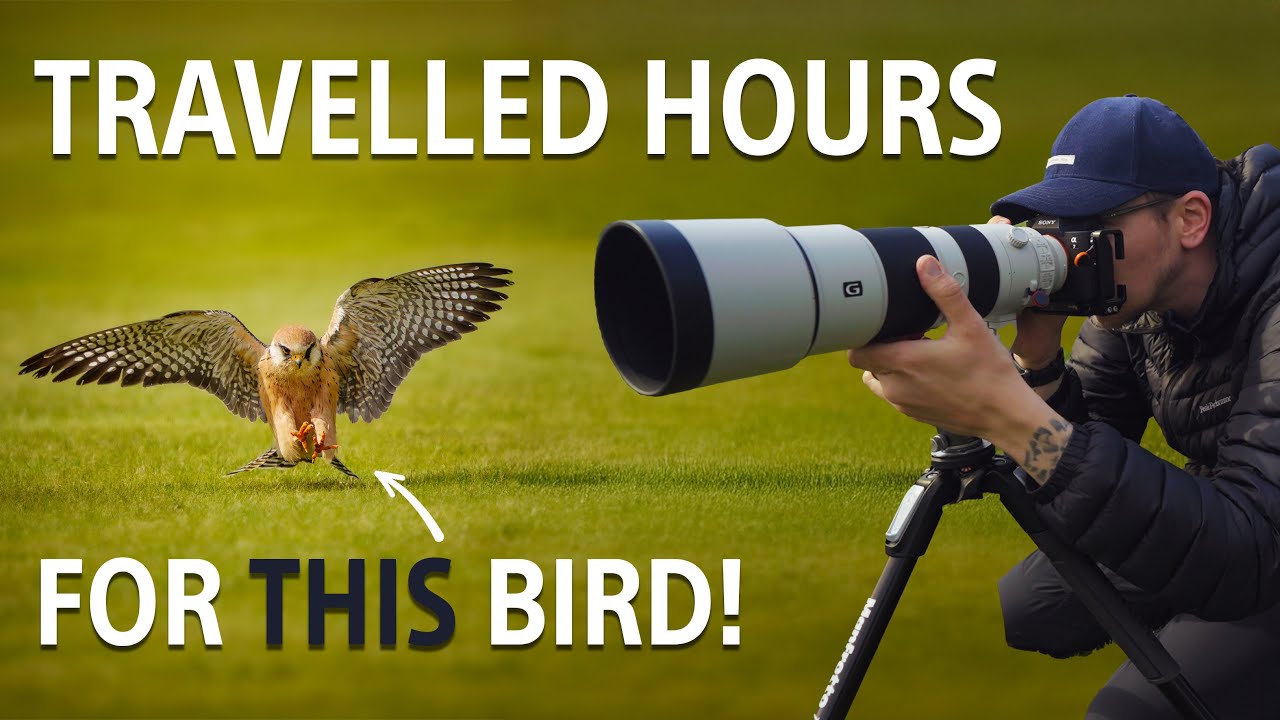 Travelled Hours for THIS Bird | Red footed Falcon with the Sony A7IV