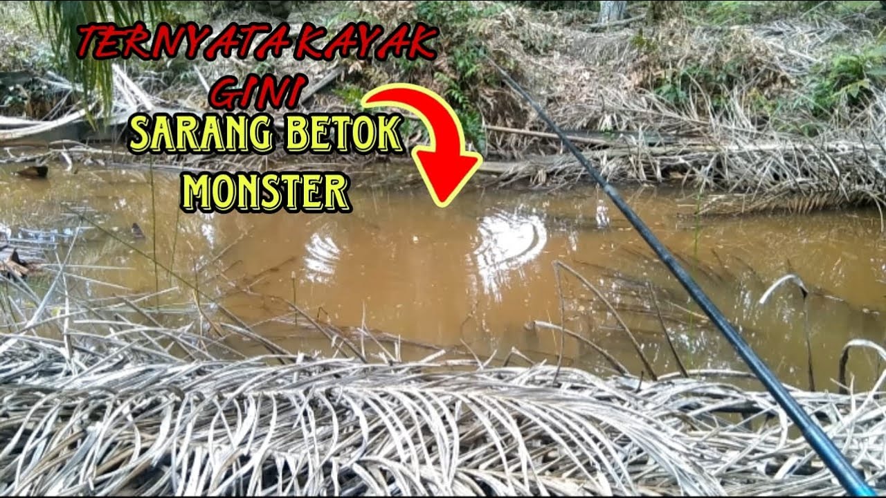 MANCING ikan betok MONSTER di bawah kebun kelapa sawit