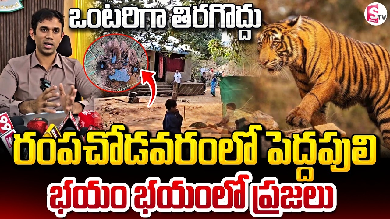 రంపచోడవరం లో పెద్ద పులి.. | Tiger Alert in Rampachodavaram..! | Rampachodavaram @SumanTVChannel
