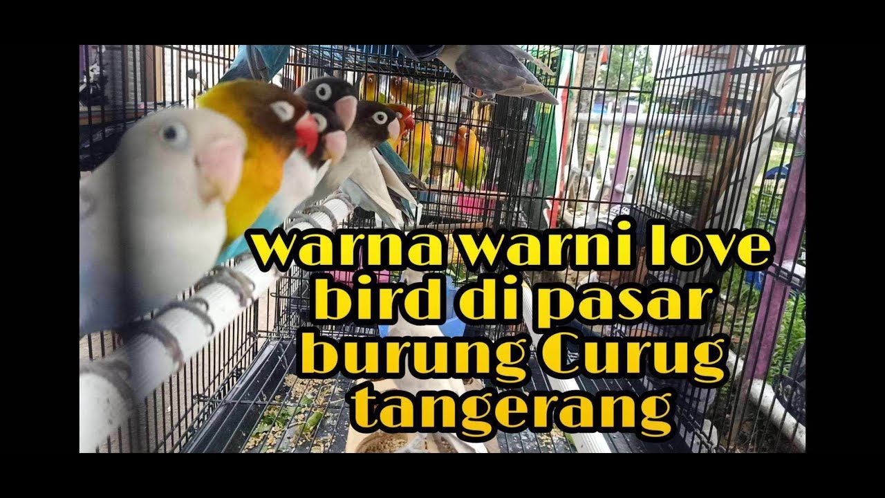 update Harga terbaru pasar burung Curug tangerang