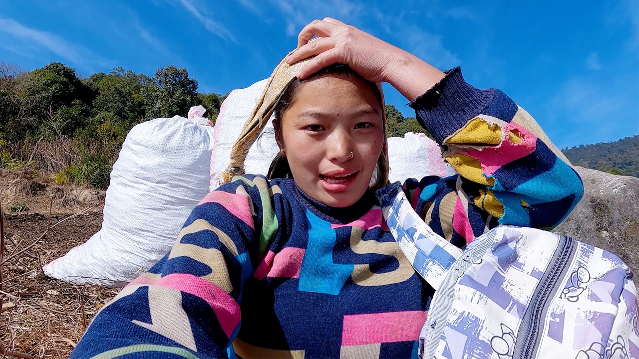 manjita taking sheep manure to sell it & to make money || shepherd life of Nepal ||