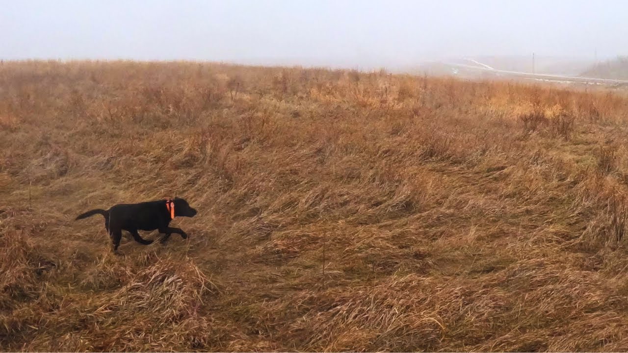 Brutal WIND and RAIN - chasing Iowa Pheasants!
