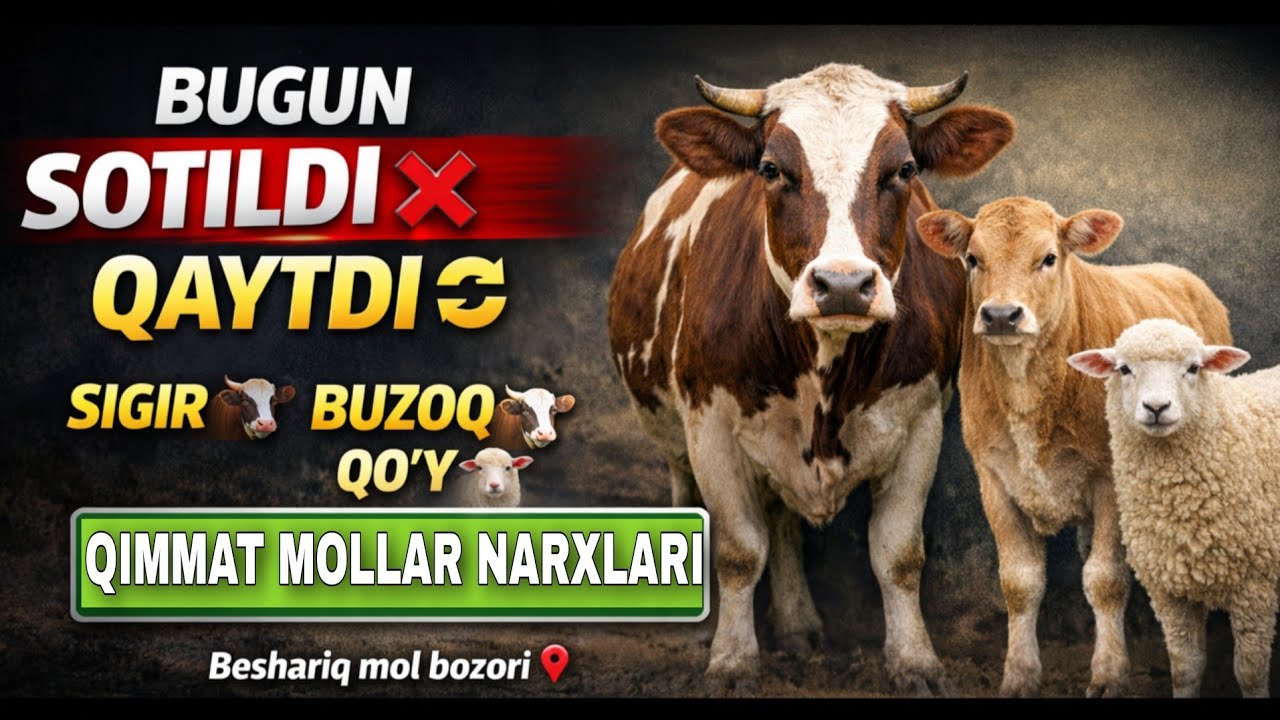 👉 BESHARIQ MOL BOZORI 🤫ENG QIMMAT MOLLARI