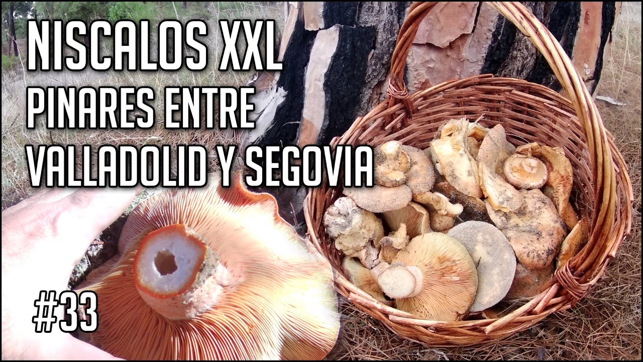 BROTAD&Oacute;N de N&iacute;scalos XXL en pinares entre Valladolid y Segovia | Noviembre 2022