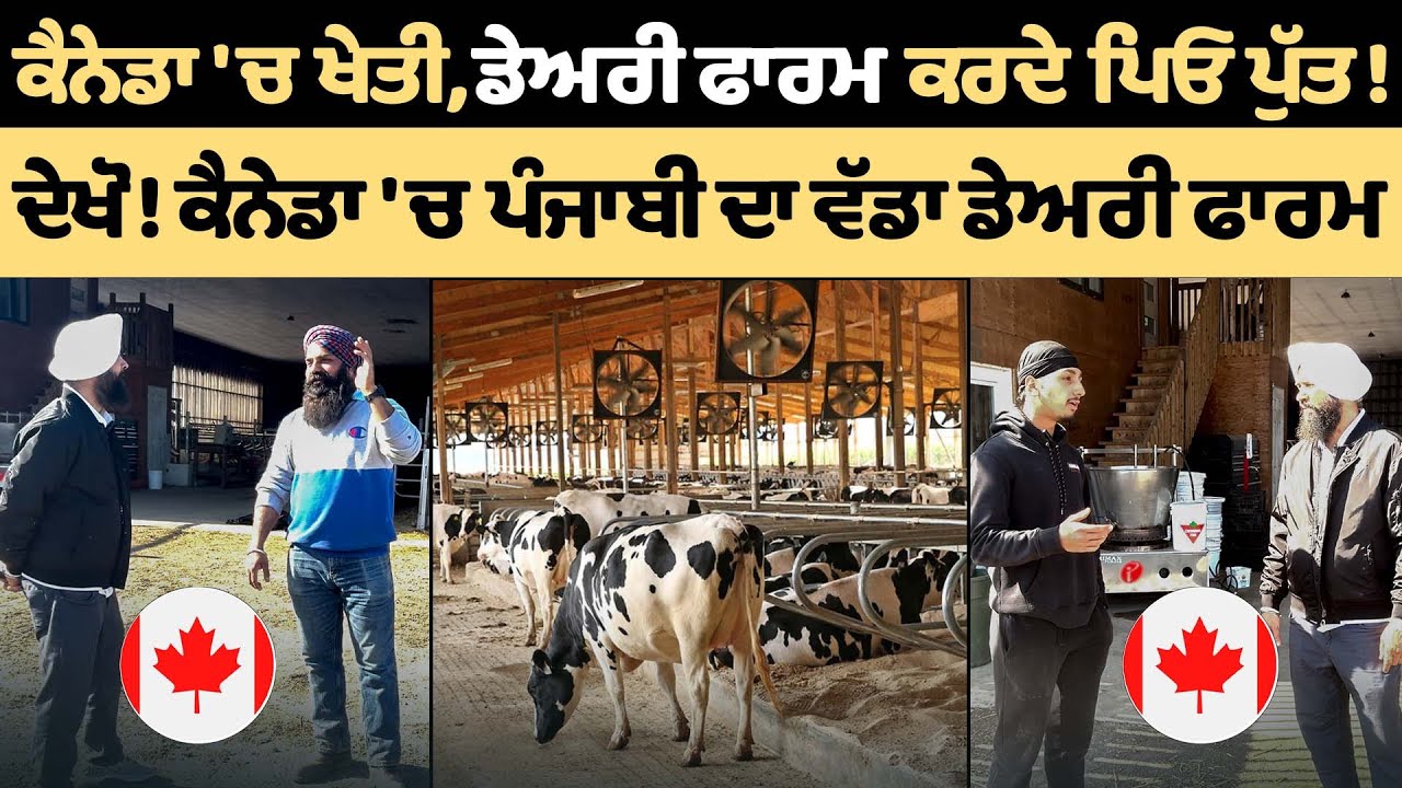 ਦੇਖੋ ! canada 'ਚ punjabi ਦਾ ਵੱਡਾ Dairy Farm | dairy farming business | Lok Umeed