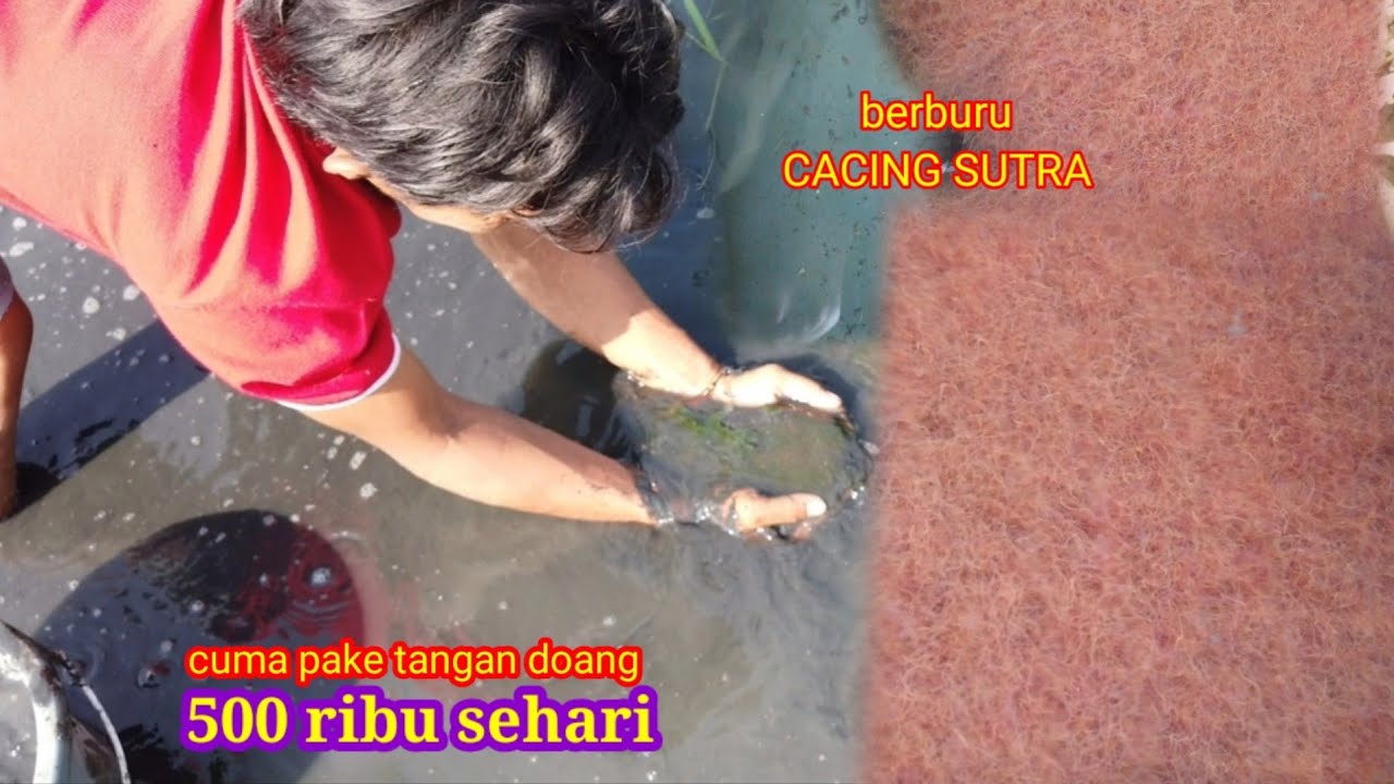 panen kutu air dan cacing sutra di alam | tiap hari dapat banyak |