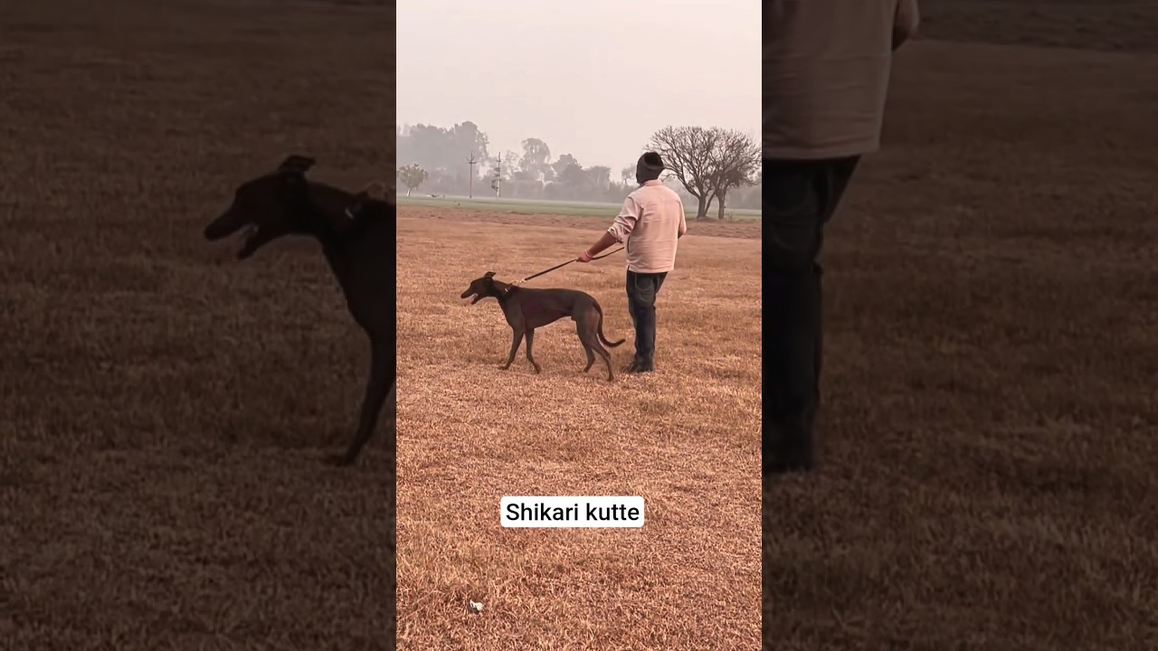 shikari kutte greyhound dog racing dog