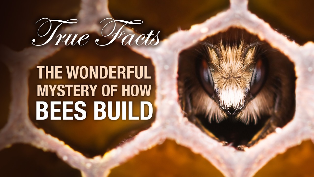 True Facts: The Mystery Of How Bees Build