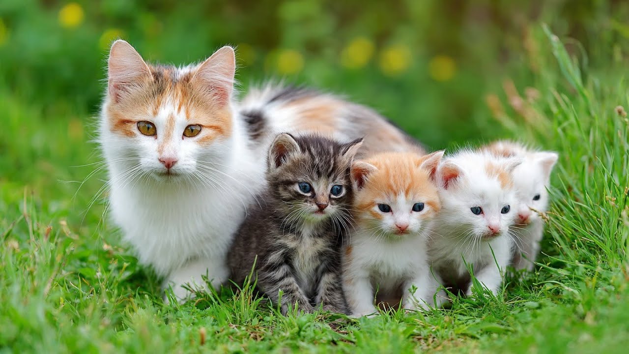 Mom Cat & Her Cute Kittens: The Most Peaceful Vibe 😌