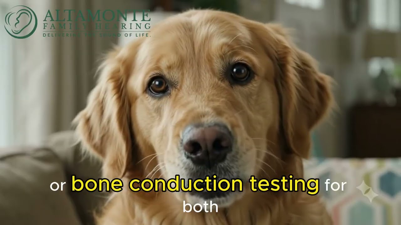 🚨 Audiogram Red Flags (Explained by a Dog)
