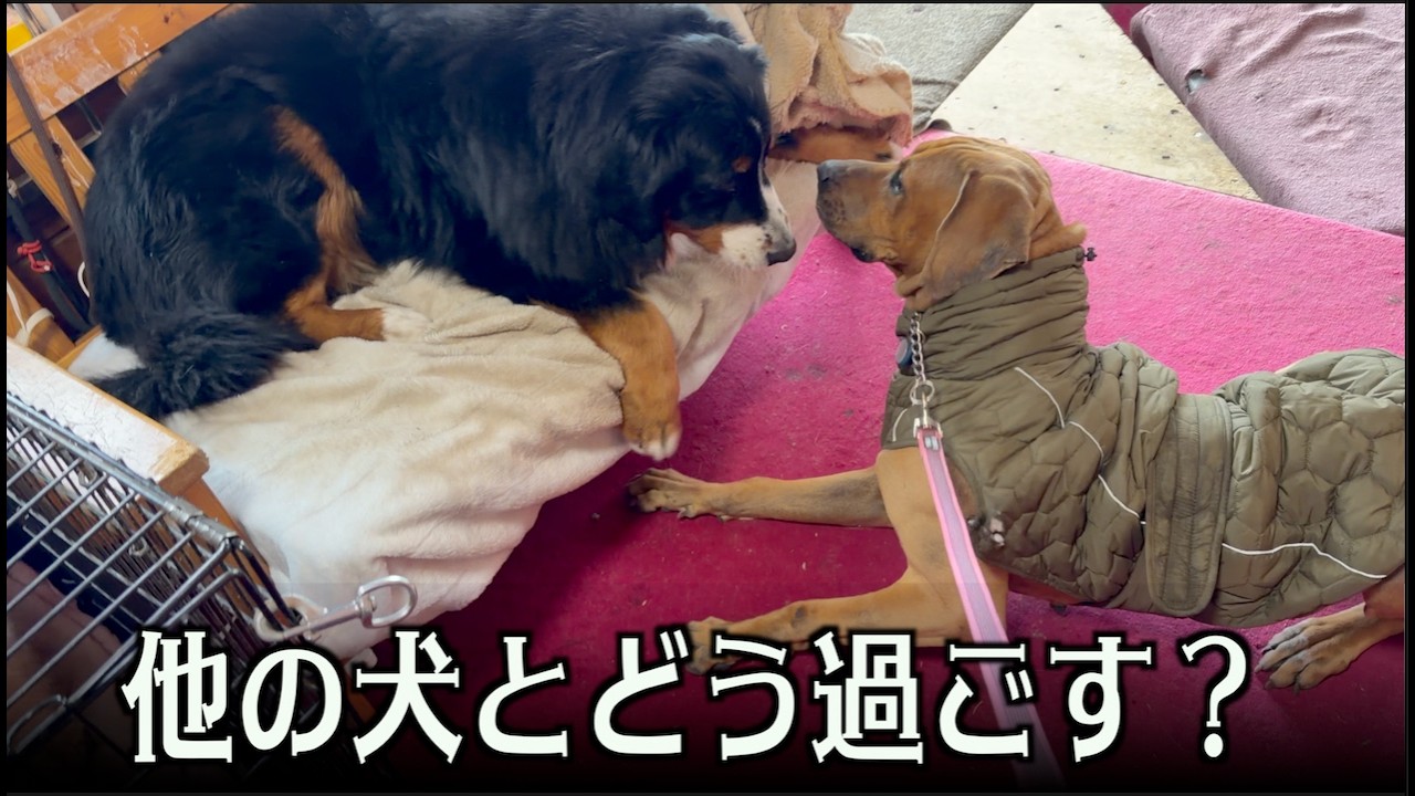新入生メイプルと他の犬たち