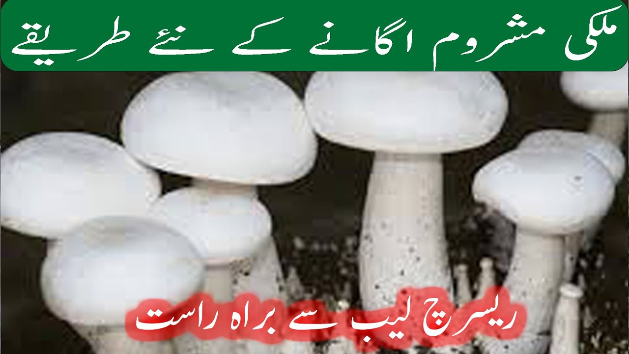 Milky mushroom growing techniques|Emprior mushroom in Pakistan|Profitable busines|ملکی مشروم کی کاشت