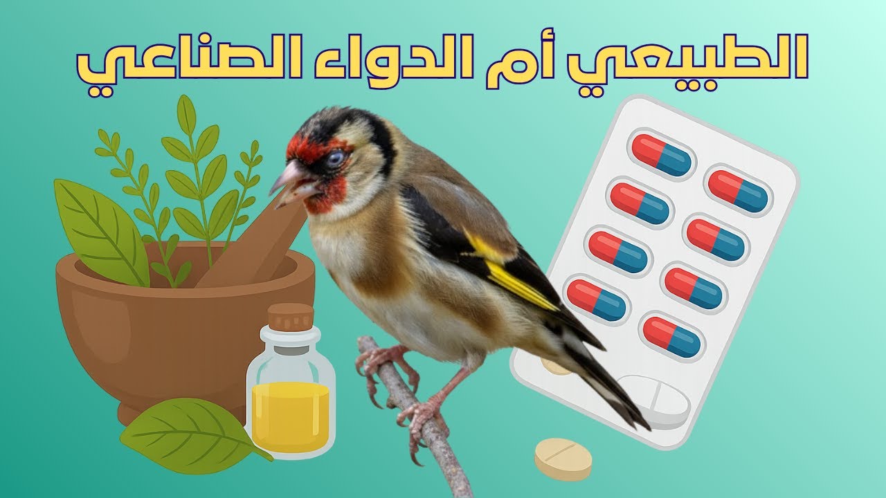 قوّة الطبيعي مقابل فعالية الدواء: فهم الفرق ينقذ طائرك