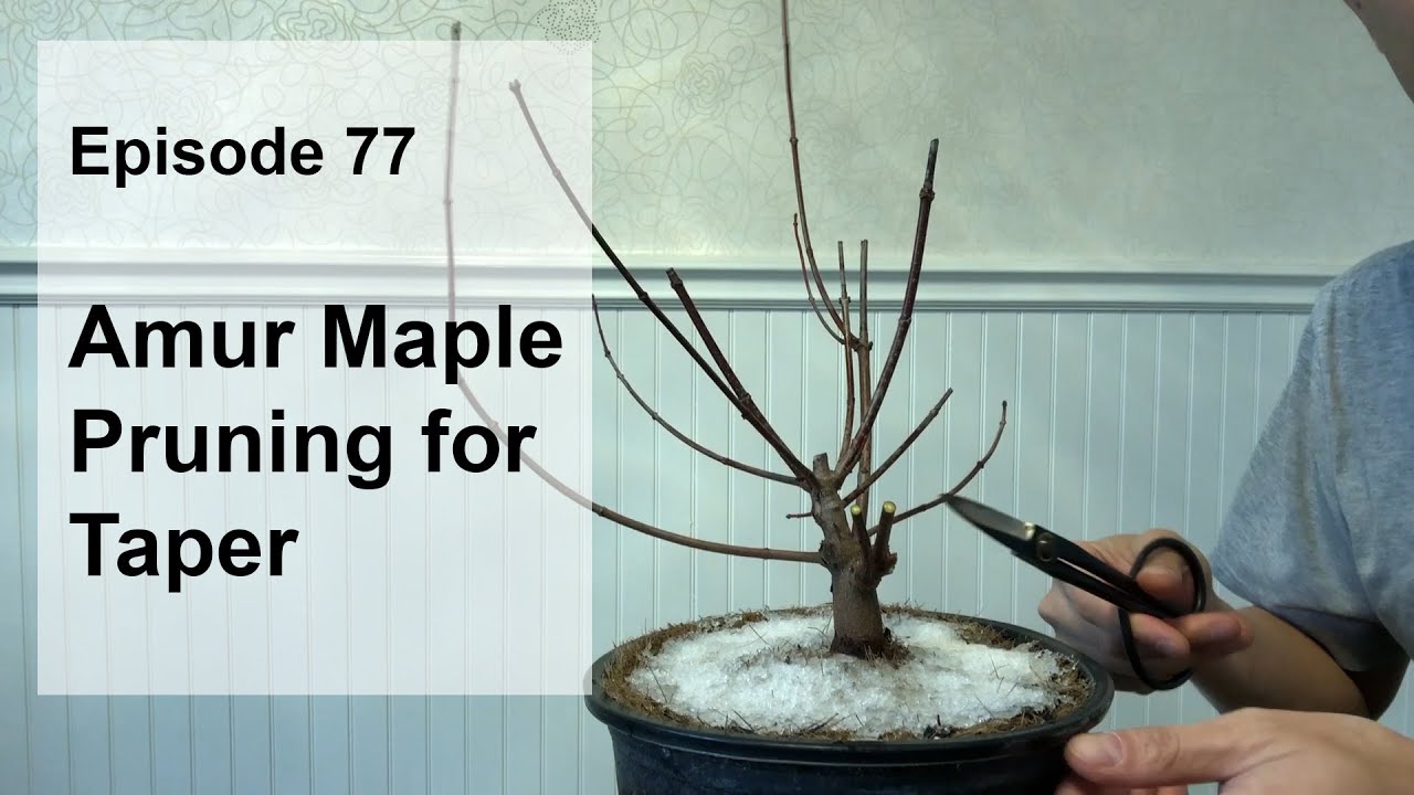 Episode 77, Amur Maple, Pruning for Taper