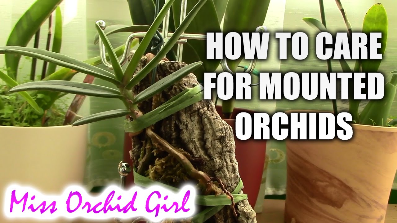 How to care for mounted orchids