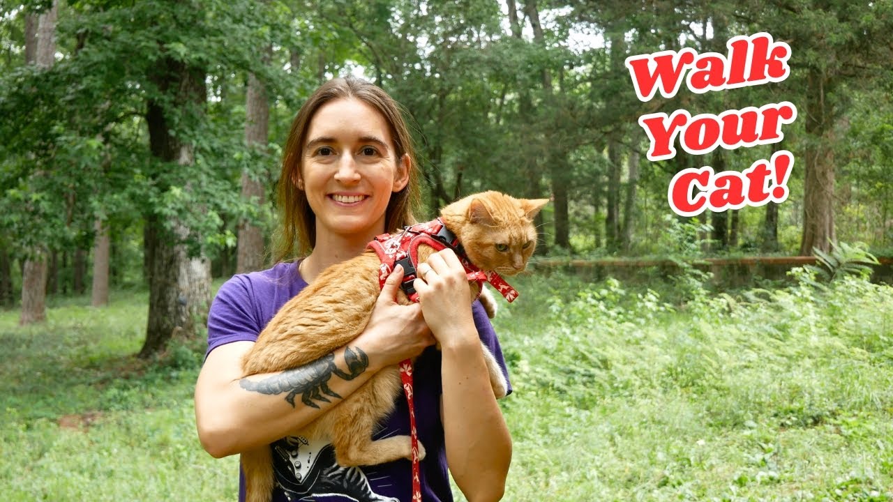How To Walk Your Cat