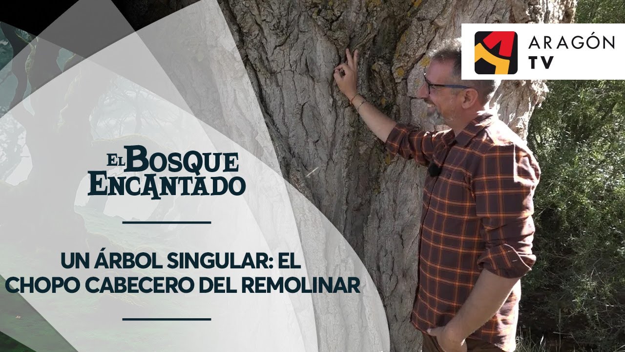 Un árbol singular: el chopo cabecero del Remolinar | CHOPOS CABECEROS DEL ALTO ALFAMBRA