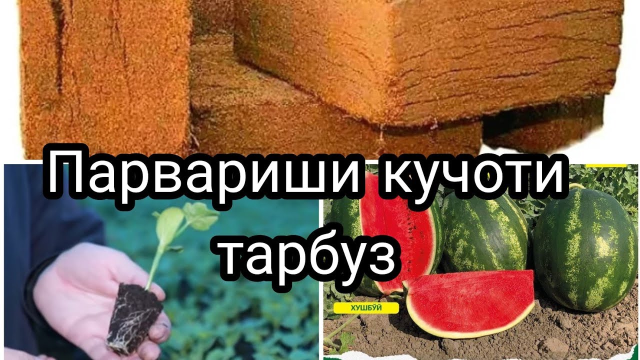 Маълумоти пура дар бораи парвариши ниҳоли тарбузи барвақти дар гармхона.