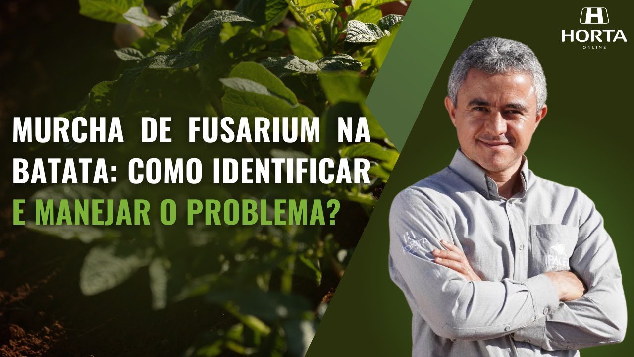 MURCHA DE FUSARIUM NA BATATA: COMO IDENTIFICAR E MANEJAR O PROBLEMA?