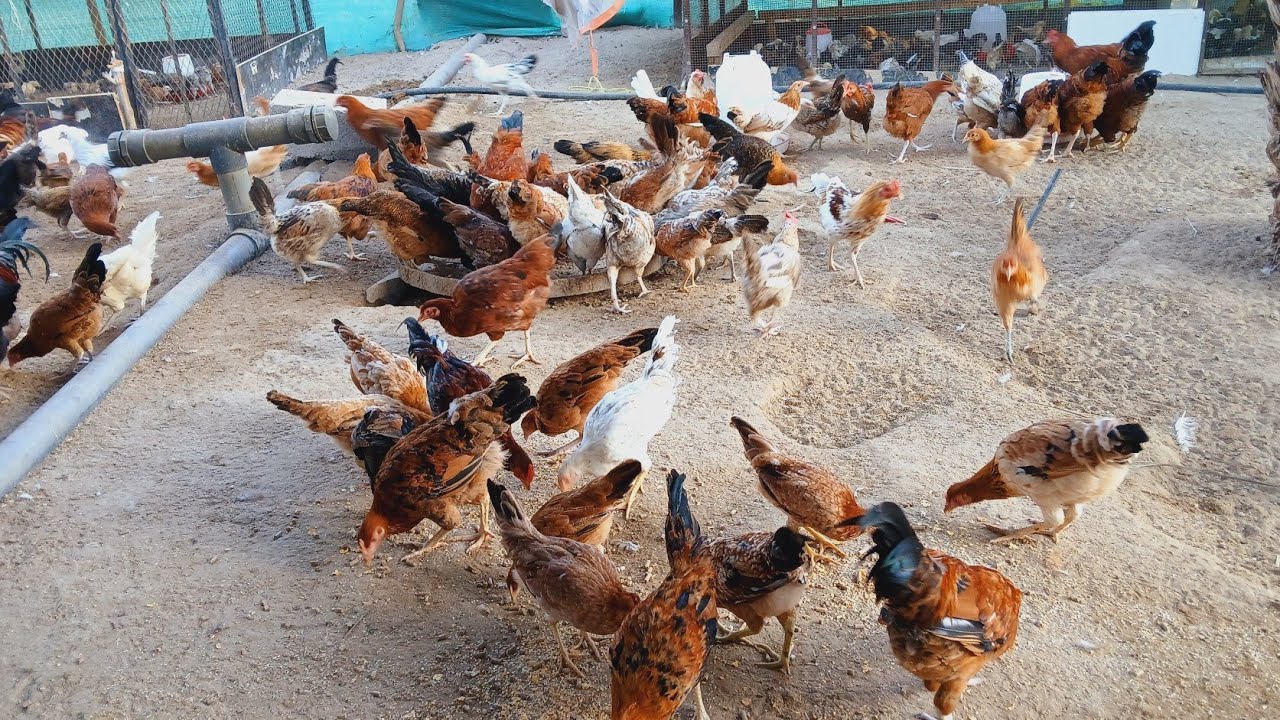 desi murgi foram || desi murgi poultry farm || desi murgi palan