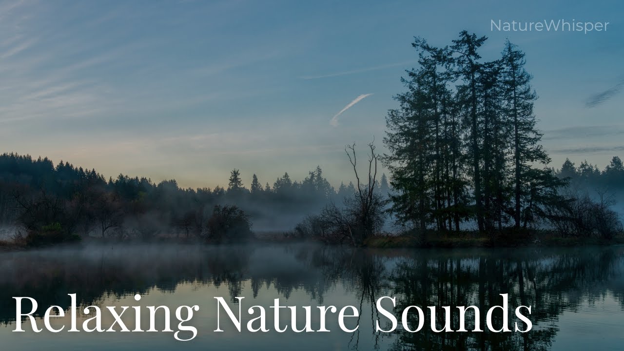 Relaxing Nature Sounds 🌿 ASMR River, Forest & Birds for Sleep, Study & Relax